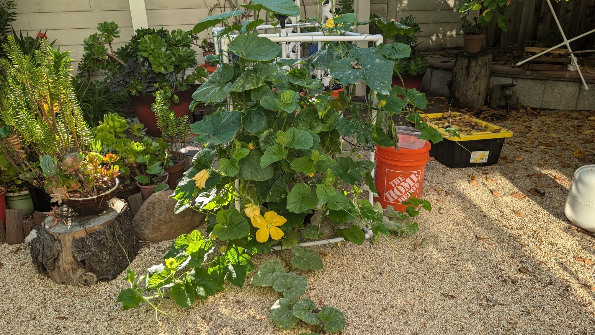 Hydroponics Final Result 2